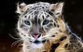 /album/galleria-fotografica/leo-neevi-wow-jpg/